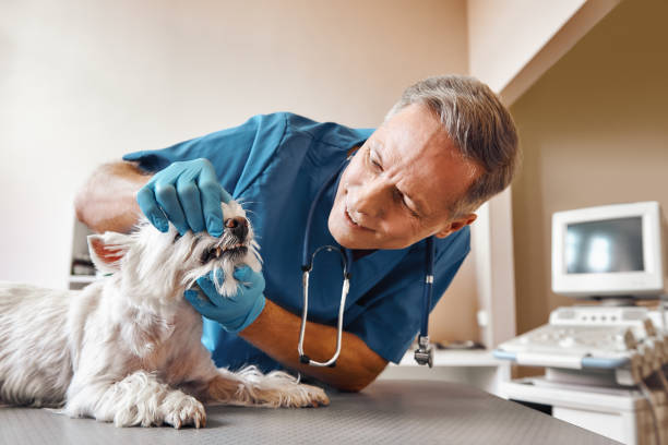 Best Emergency Broken Tooth Repair in Greenwich, OH